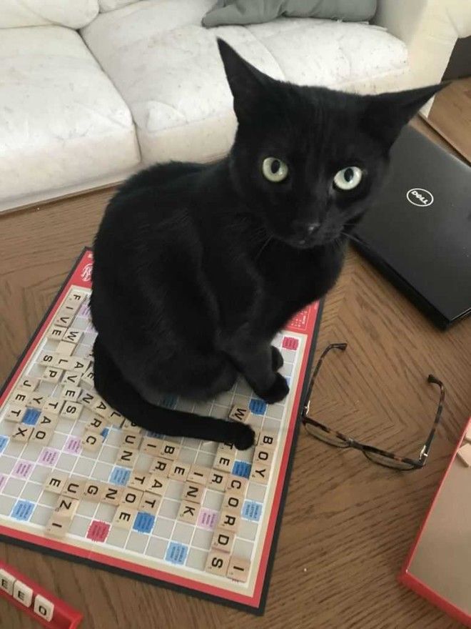 I guess our Scrabble game is over...