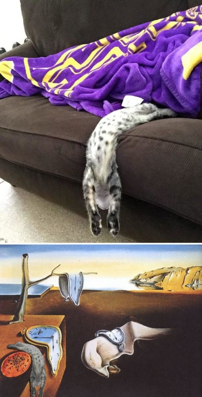 Cat Flowing Down A Sofa