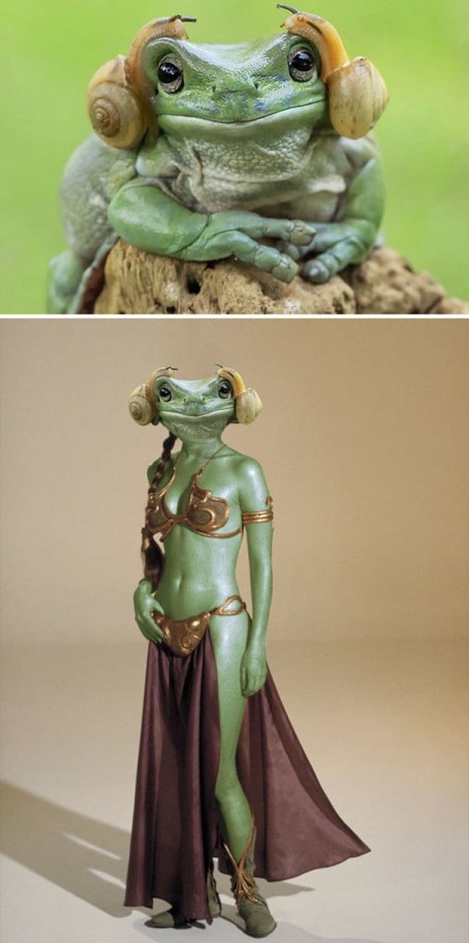A Frog With Snails On Its Head, Resembling Princess Leia
