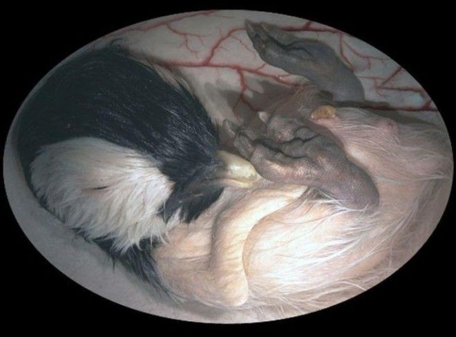 BУникальные кадры которые показывают как выглядят животные в утробе матери