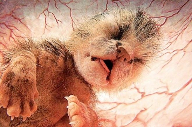 BУникальные кадры которые показывают как выглядят животные в утробе матери