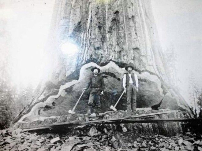 Sевероамериканская секвойя удивительное деревочья высота достигает 110 м