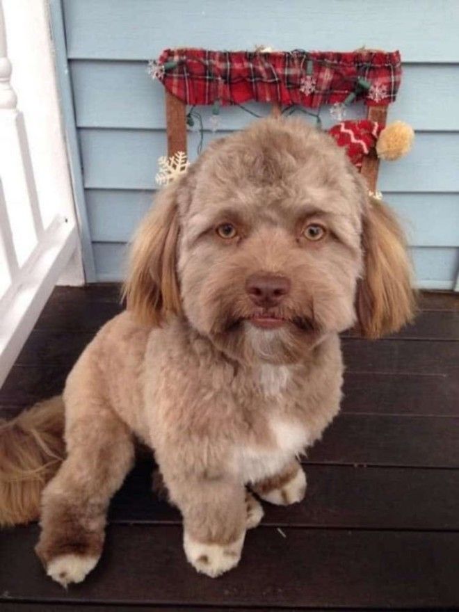 SЭта собака напугала весь Интернет потому что у нее человеческое лицо