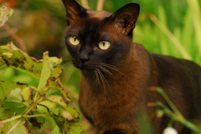 умные породы кошек: бурманская