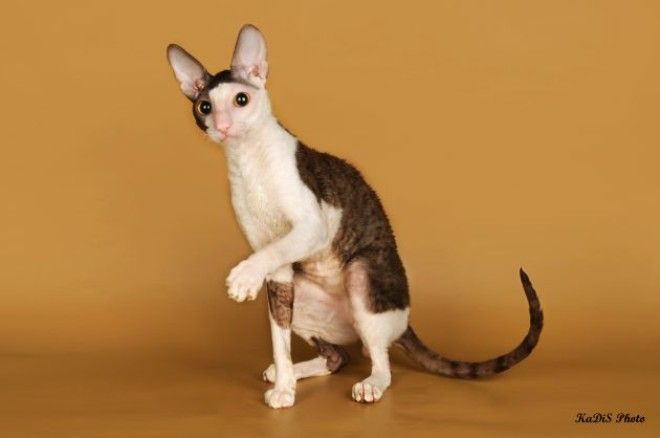 умные породы кошек: корниш-рекс
