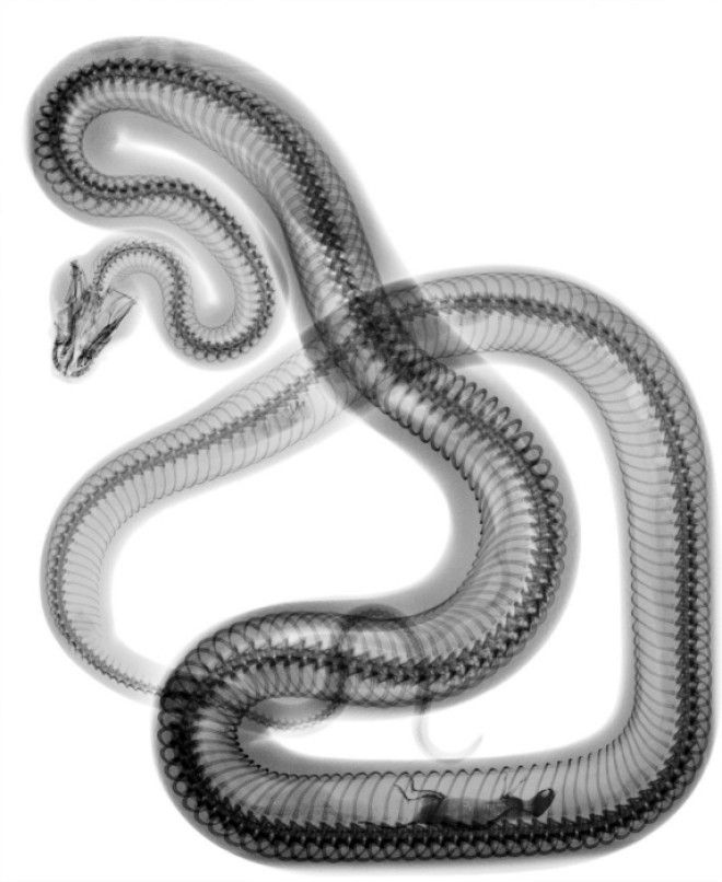 Рентгеновский снимок змеи