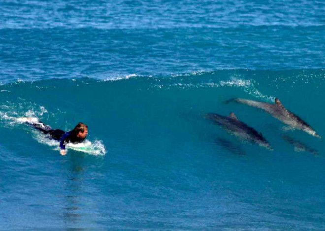 Наперегонки с дельфинами