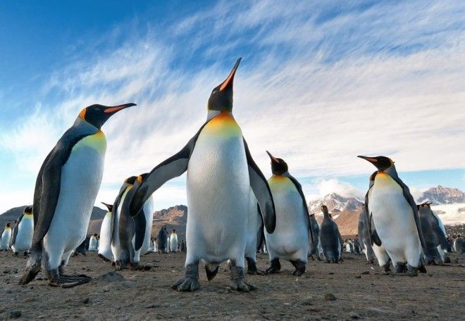 Пингвины это ласточки которые ели после шести