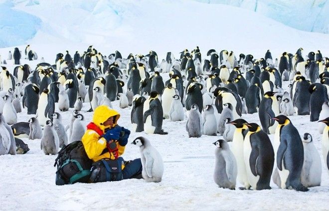 Пингвины это ласточки которые ели после шести