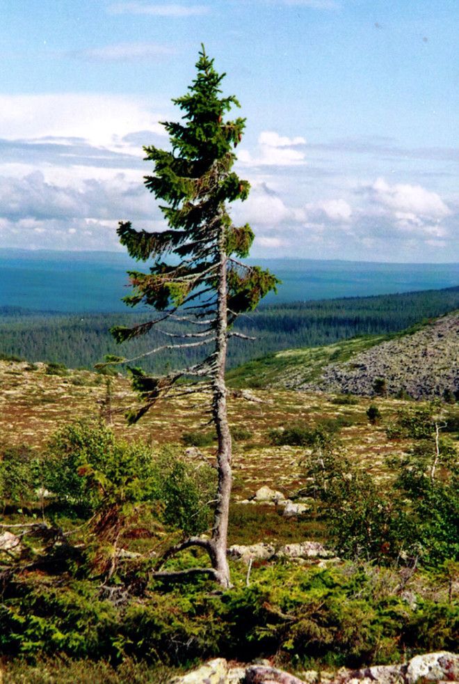 Самое старое в мире оливковое дерево растёт на Крите и всё еще плодоносит