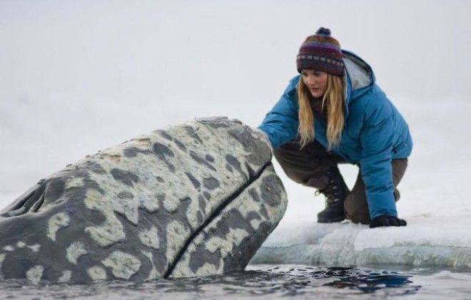 Все любят китов, фильм 2012