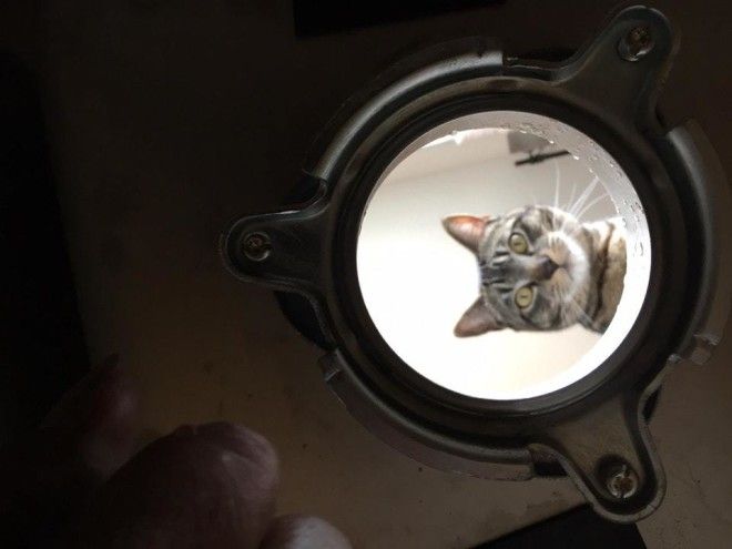 LBЛюди делятся снимками своих котеев сопроводив их забавными историями