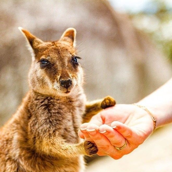 Австралийские животные, которые убивают своей милотой австралия, животные, милота