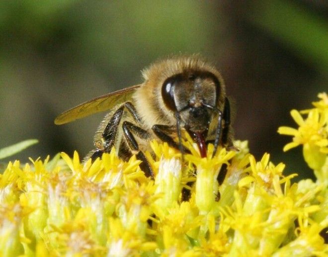 Пчелы собирают нектар с цветков рододендрона
