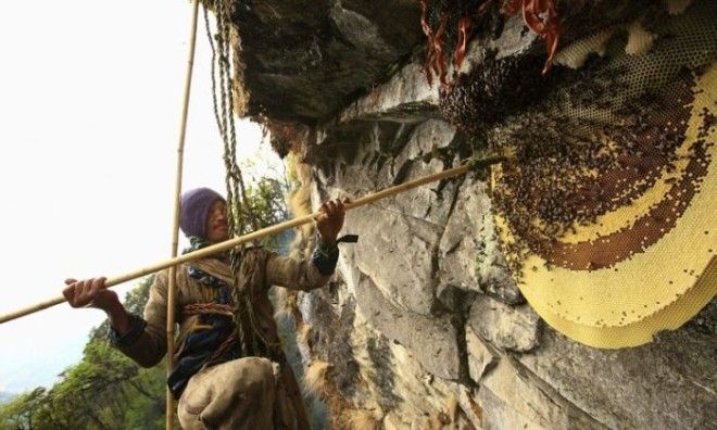 Мужчины собирают мед в горах рискуя жизнью