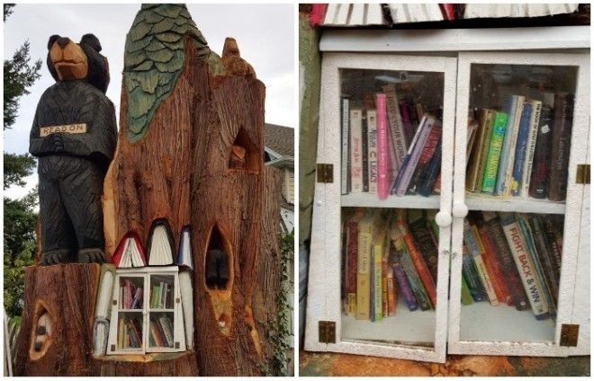 На месте спиленного кедра появилась маленькая библиотека