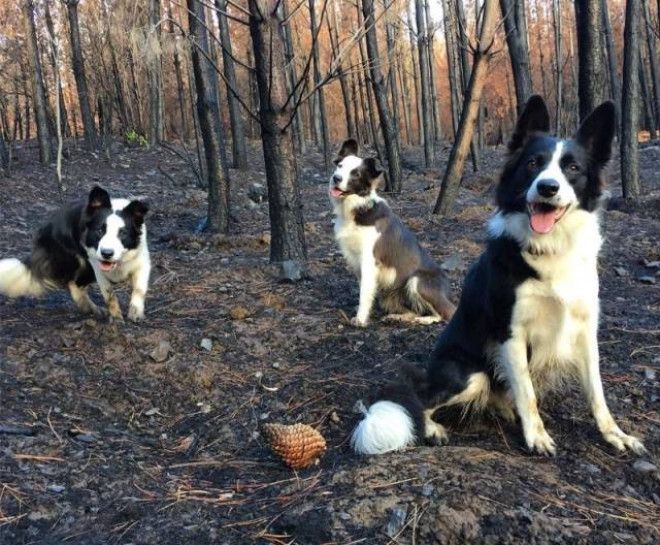 SBКак при помощи трёх собак и теннисного мячика восстановить сгоревший лес