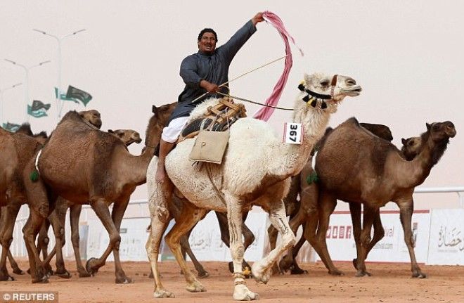 Двенадцать верблюдов дисквалифицировали с конкурса красоты изза ботокса