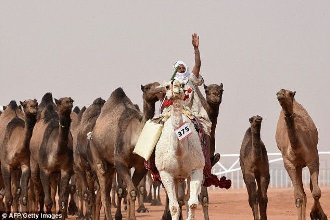 Двенадцать верблюдов дисквалифицировали с конкурса красоты изза ботокса