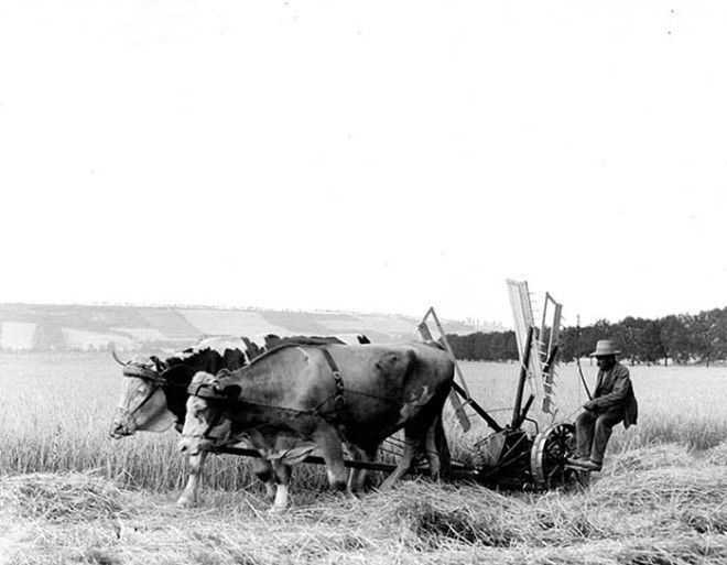 Немецкий фермер косит сено с помощью упряжки волов 