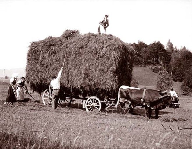 Австрийские фермеры везут стог сена на повозке запряженной волами
