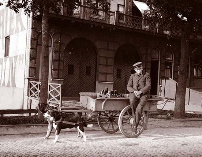 Мужчина сидит на тележке запряженной двумя собаками Нидерланды
