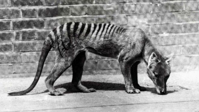 Другие жители Тасмании сумчатые волки были полностью истреблены к середине 20 века