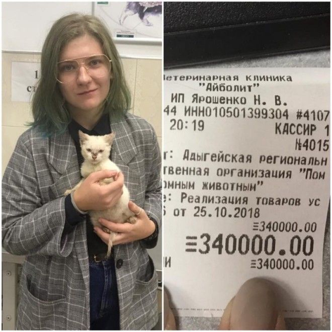 BСтудентка оплатила долг приюта в 340 тысяч чтобы отдать туда котёнка