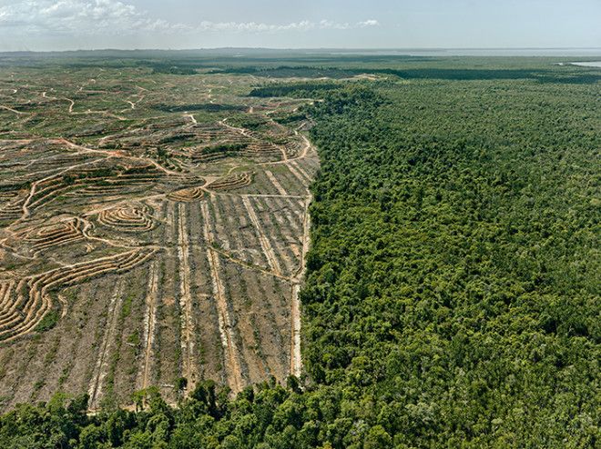 Пальмовая плантация Борнео Малайзия 2016 год