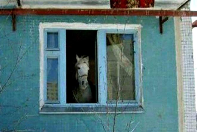 Когда твой сосед конь