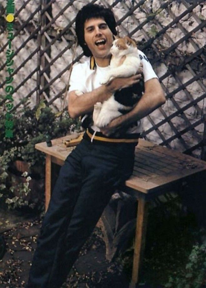 Очаровательное фотографии Фредди Меркьюри с его любимыми кошками