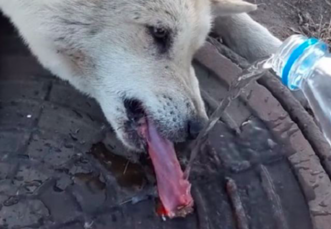 Правильнее всего полить на язык водой как сделали для этой несчастной собаки
