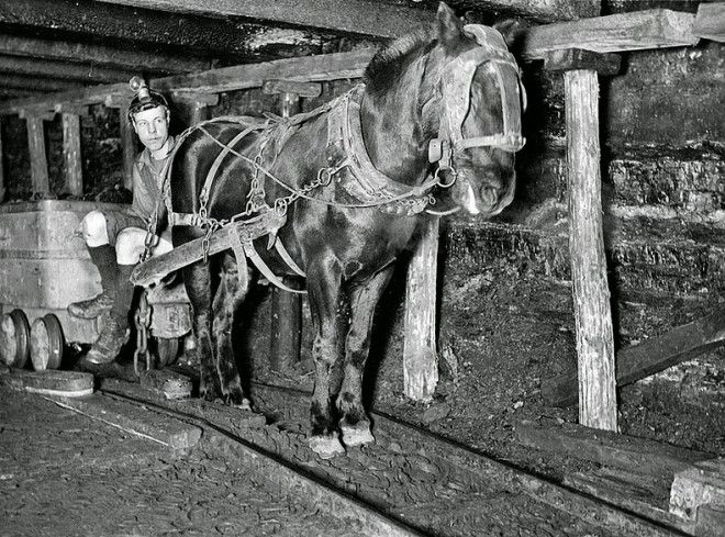   chevaux dans les mines