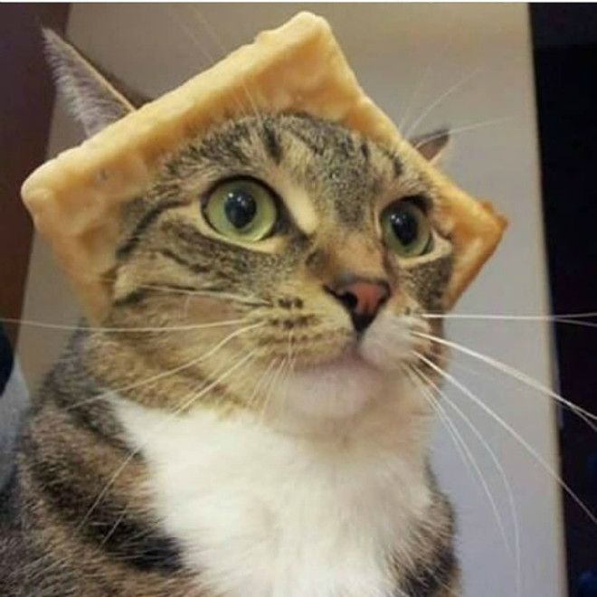 Шляпа из хлебушка Фото Reddit