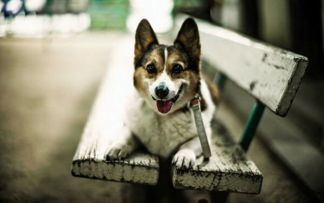 SB15 фотографий беспородных собак которые излучают любовь и нежность