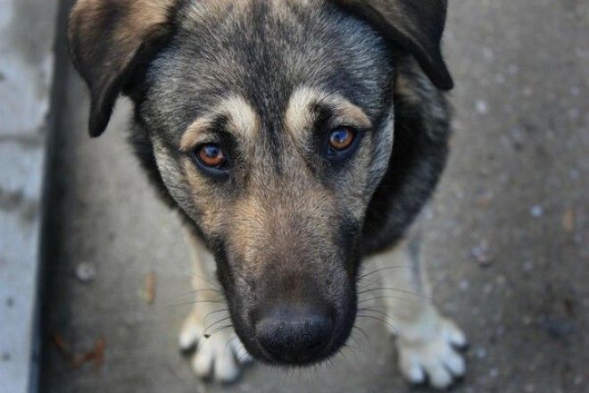 SB15 фотографий беспородных собак которые излучают любовь и нежность