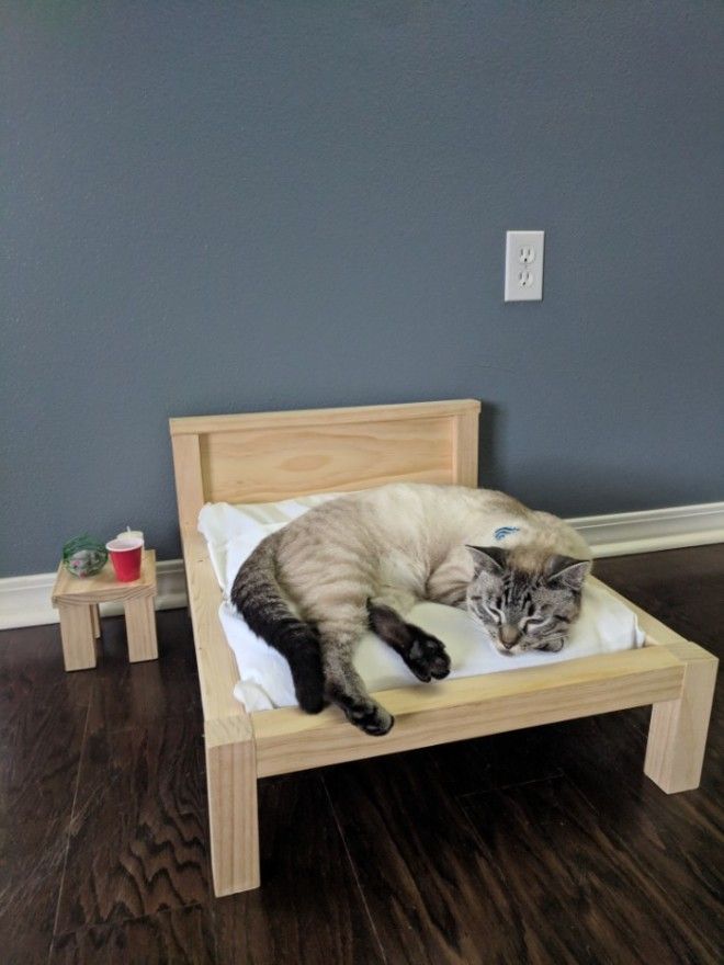 S4 классных фото кровати для кошки которую можно построить самому