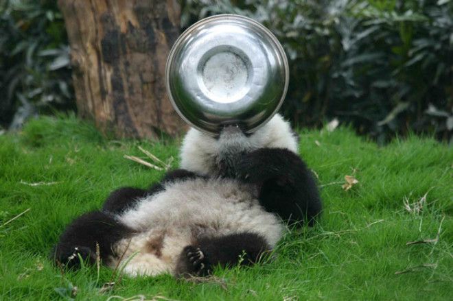SПочему детеныши панд самые милые животные в мире