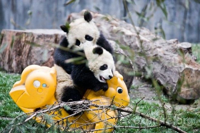 SПочему детеныши панд самые милые животные в мире