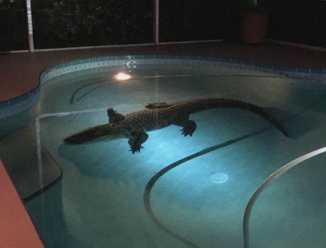 Кто пригласил крокодила в наш бассейн Фото NettiTV
