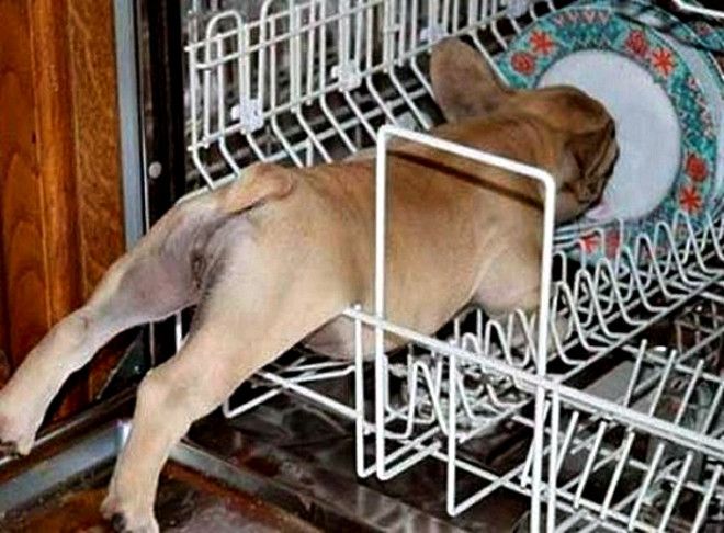 Помогаю посудомоечной машине Фото Joinfo