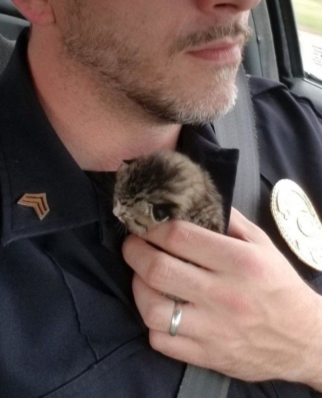 SСовестливый офицер три дня искал новорожденного котенка чтобы спасти его