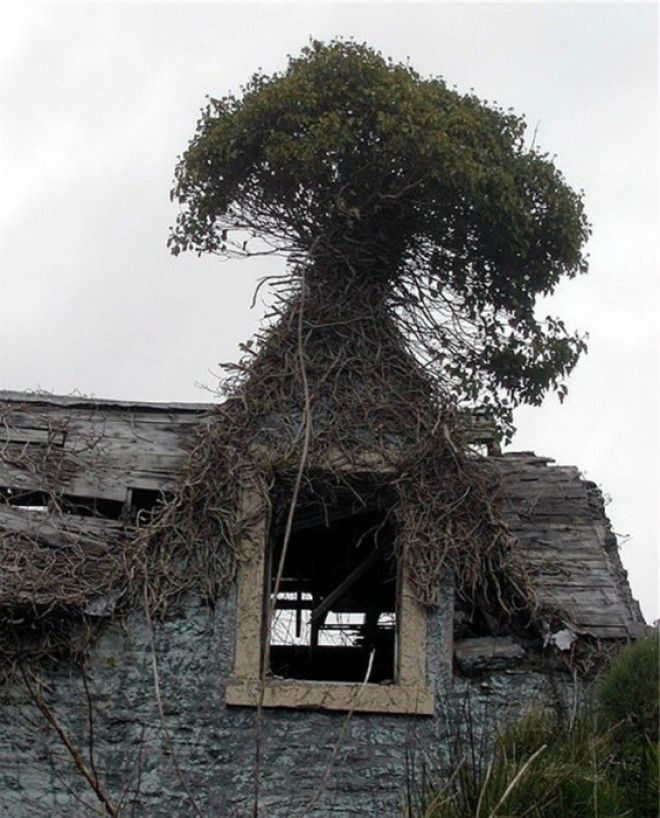 Дерево на крыше.