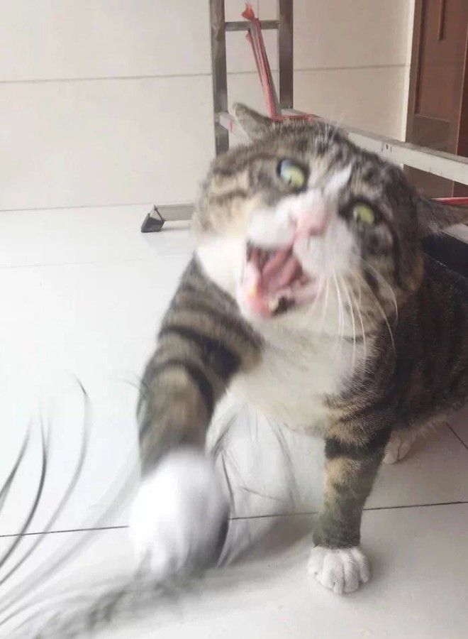 LBАй Фэй очень эмоциональный кот который тянет на звание короля драмы
