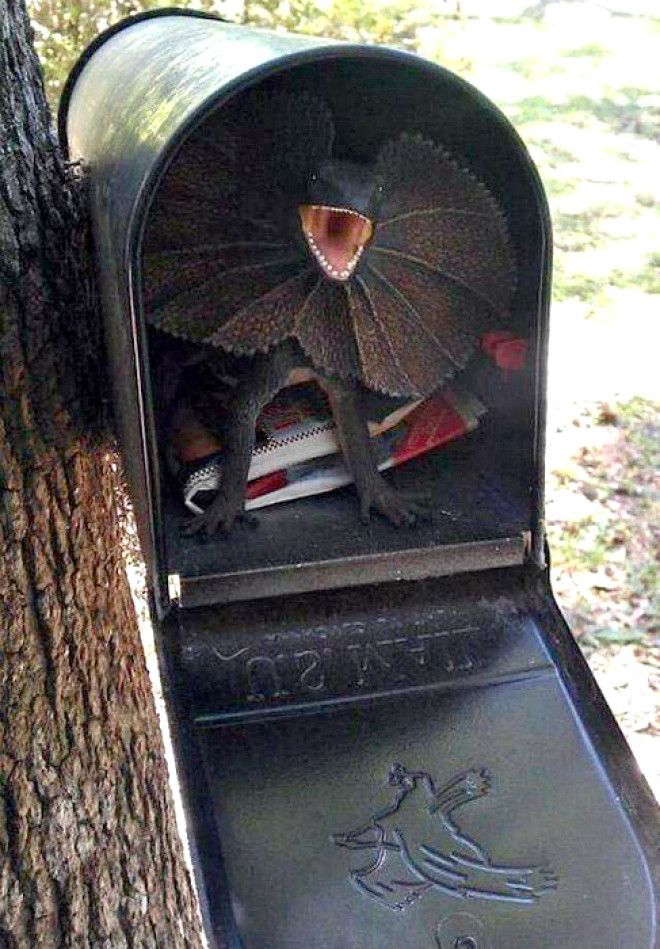 Свирепый охранник почтового ящика Фото БУГАГА