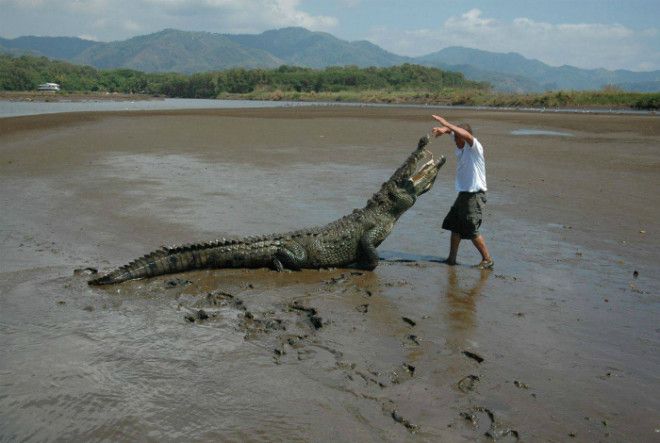 Дрессировка крокодила Фото Pikabu