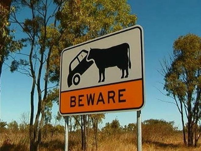 Берегитесь коров нарушающих ПДД Фото МирТесен