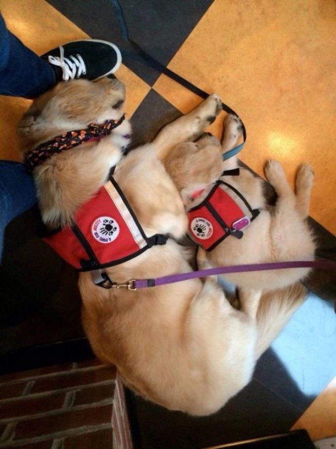 S10 забавных фото с первого рабочего дня служебных собак