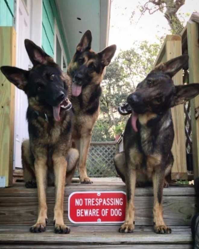 L25 злобных собакенов которых поставили охранять