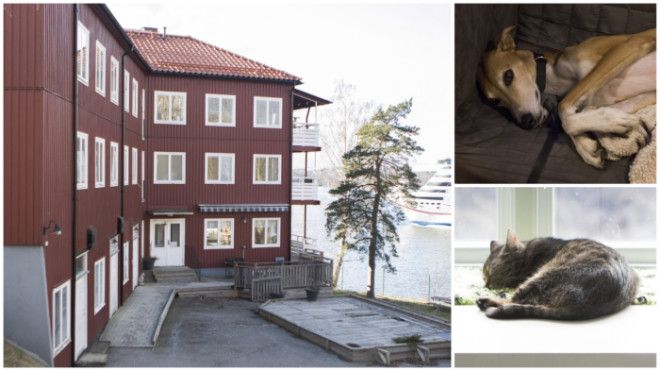 Нет это не отель у моря Это приют для бездомных животных в Швеции Фото citydogby